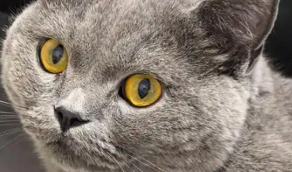 西汉小狸猫成了当代“萌宠”