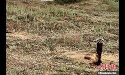 国家一级保护动物虎鼬现身宁夏白芨滩