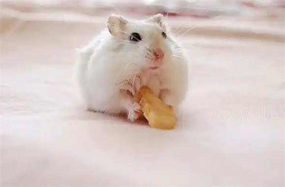 仓鼠饲养全攻略：5大要点+常见误区