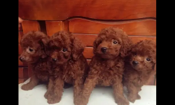 棕红色泰迪价格盘点，看这里！