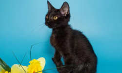 孟买猫和黑猫有什么区别？血统差异区别最大