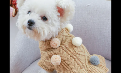 一针一线暖全球：中国宠物配饰，如何编织跨越国界的宠爱？